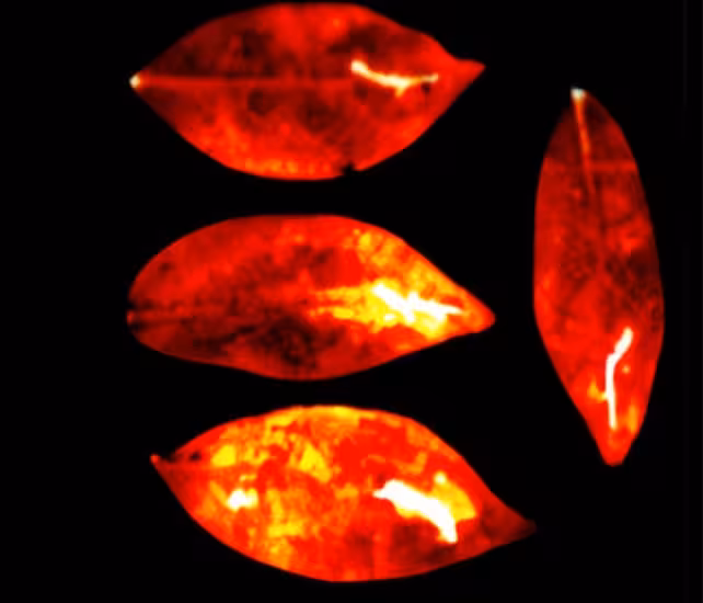 photon emissions from umbrella tree leaves