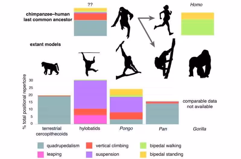 This Illustration Compares Locomotor Behaviors In Living Great Apes And Proposed Models For The Last Common Ancestor Of Chimpanzees And Humans.