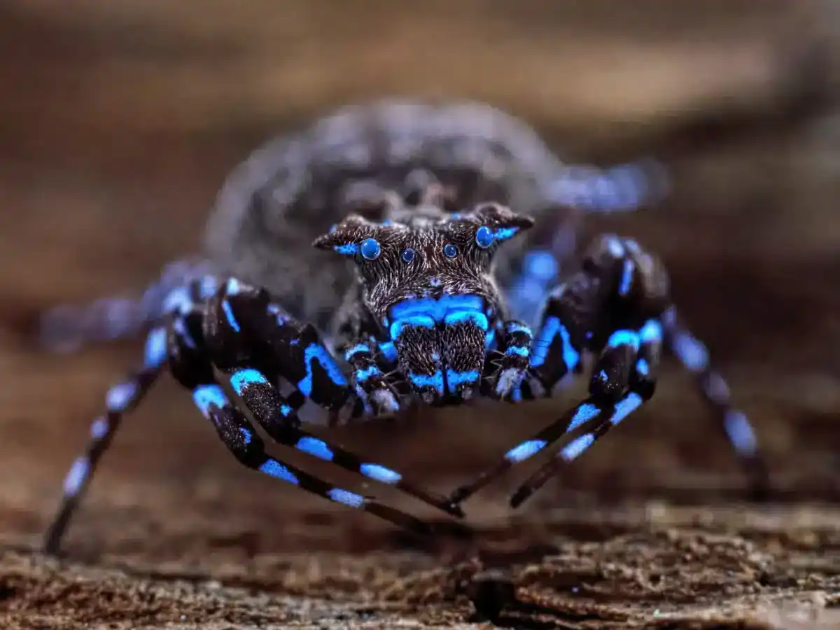 A Species Of Crowned Crab Spider Fluoresces Under Ultraviolet Light