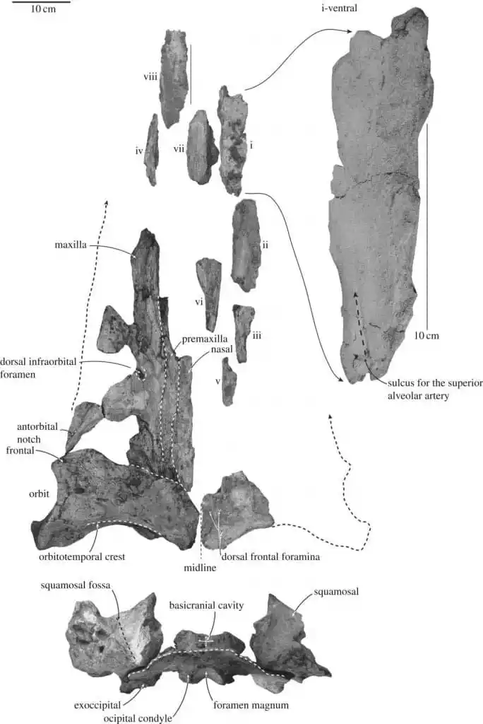 Preserved Skull And Jaw Material Attributed To Toipahautea Waitaki