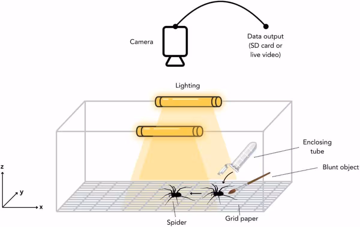 A Laboratory Setup Used To Measure Spider Movement Speed.