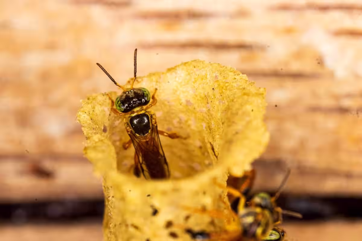 Peruvian Amazon Stingless Bees Become First Insects Ever Granted Legal Rights To Exist And Thrive