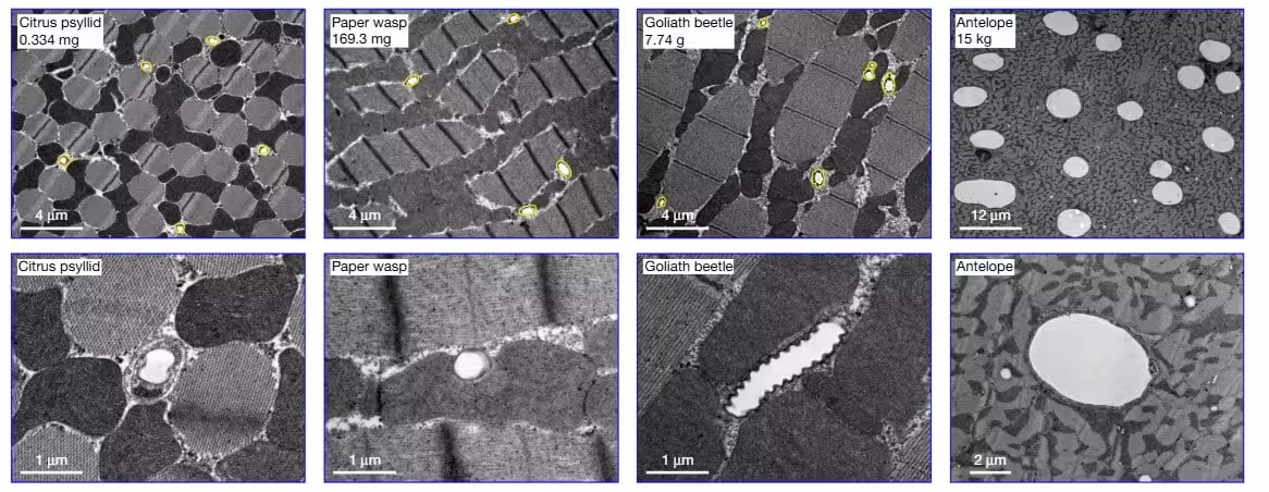 Microscopic Images Comparing The Tracheal Systems Of Animals Of Different Sizes