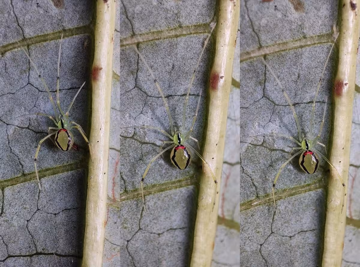 Theridion Himalayana Spider 2048x1515