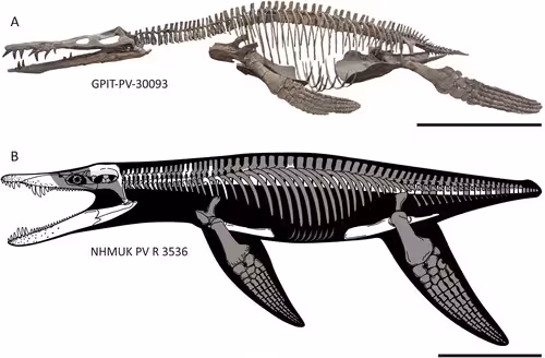 Comparison Of Two Liopleurodon Ferox Specimens Used In The Reassessment Of Its Body Size.