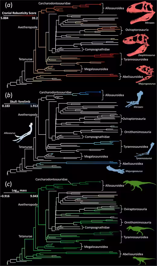 Study Tree Tracking Tiny Arm Evolution In Theropods.