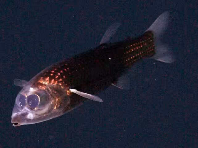 Scientists Captured The First Known Footage Of The Rare Winteria telescopa Barreleye Fish In Its Natural Habitat
