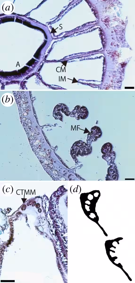 Internal Morphology Of The Newly Identified Corallizoanthus Aureus.
