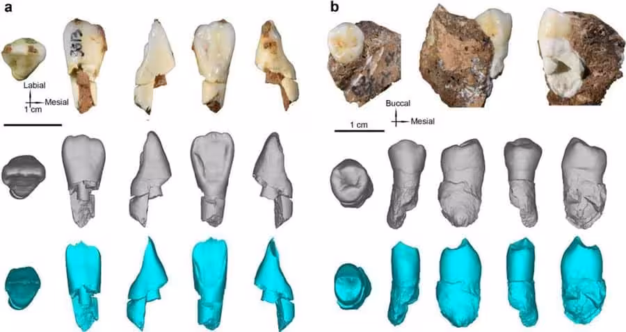 Close Up Views Of The Hominin Teeth Unearthed At Bianfu Cave.