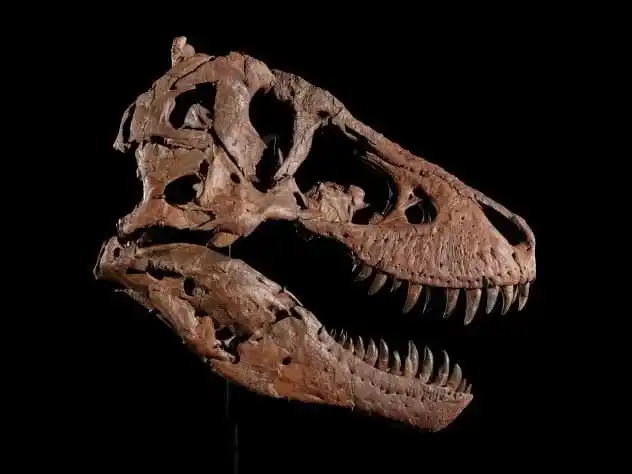 The Well Preserved Skull Of Gus, A T. Rex Specimen That Ranks Among The Largest And Most Complete Ever Discovered