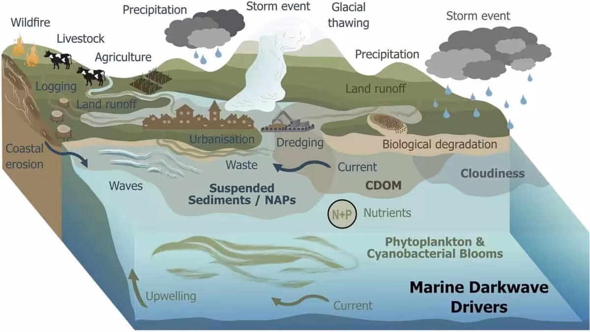 Conceptual Overview Of The Environmental Drivers Associated With Marine Darkwaves