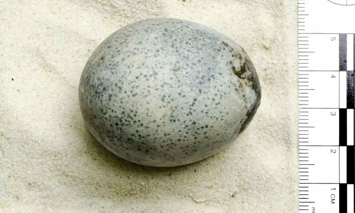 The Egg Is One Of Four That Were Found Alongside A Woven Basket