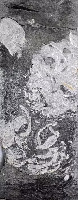 Ancient Drill Core Containing A 160 Million Year Old Fossilized Plesiosaur Regurgitation.