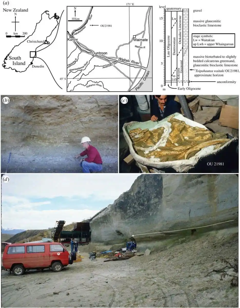 Excavation Site Of Toipahautea Waitaki.