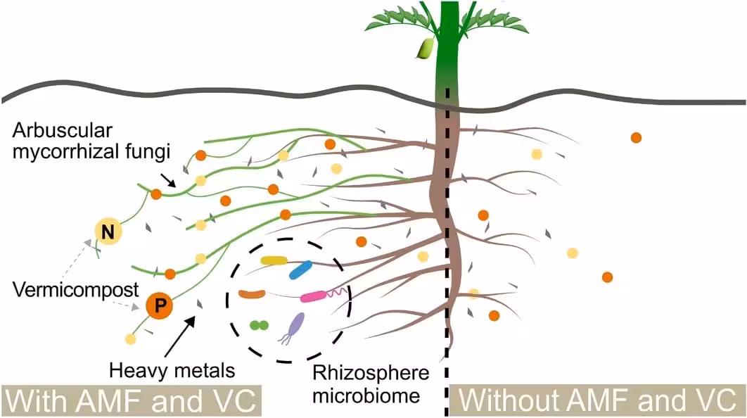 The Relationship Between Chickpea Plants (cp), Arbuscular Mycorrhizae (amf), And Vermicompost (vc) In The Rhizosphere.