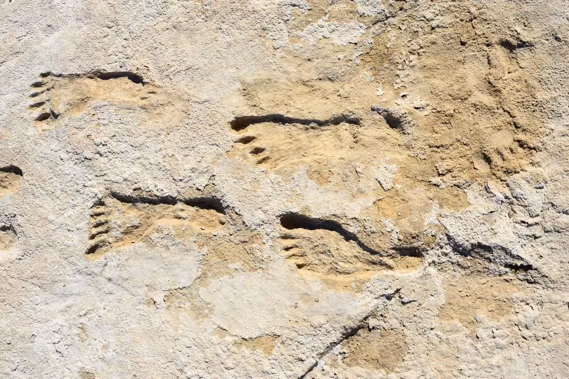 Human Footprints Embedded In Ancient Lake Bed Sediments At White Sands, New Mexico.