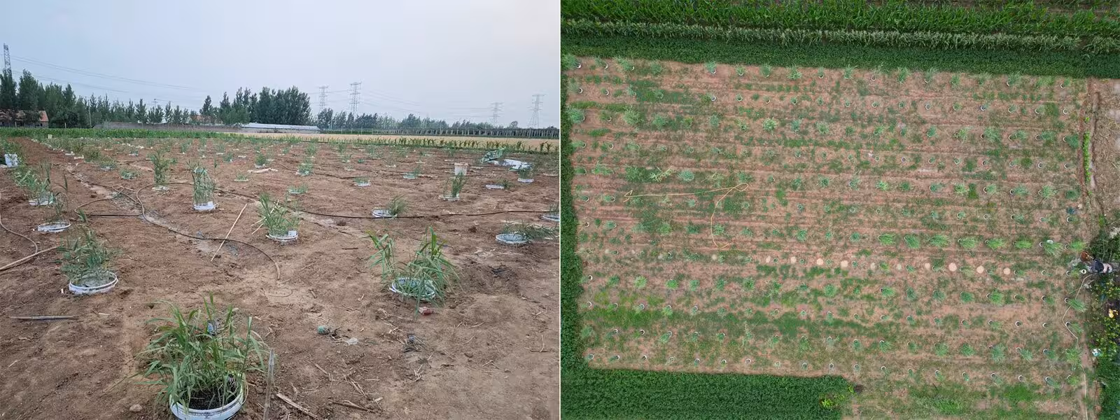 Figure 1—figure supplement 1: The common garden pictures in an early stage.