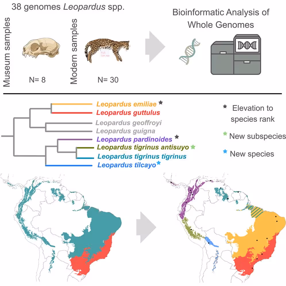 Genetic Data Revealed Five Distinct Tiger Cat Species In South America.