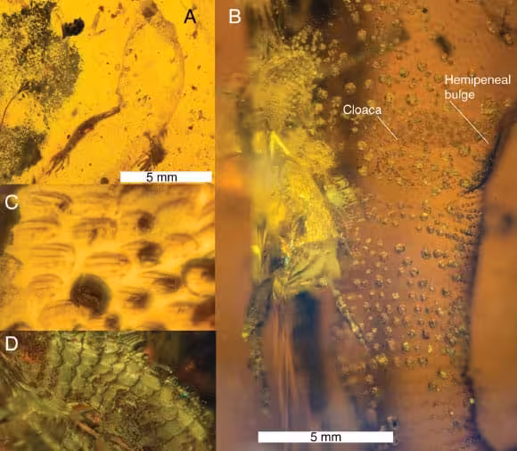 Close Up Views Of The Preserved Anatomical Features Of Carinasquama Rusmithii In Kachin Amber.
