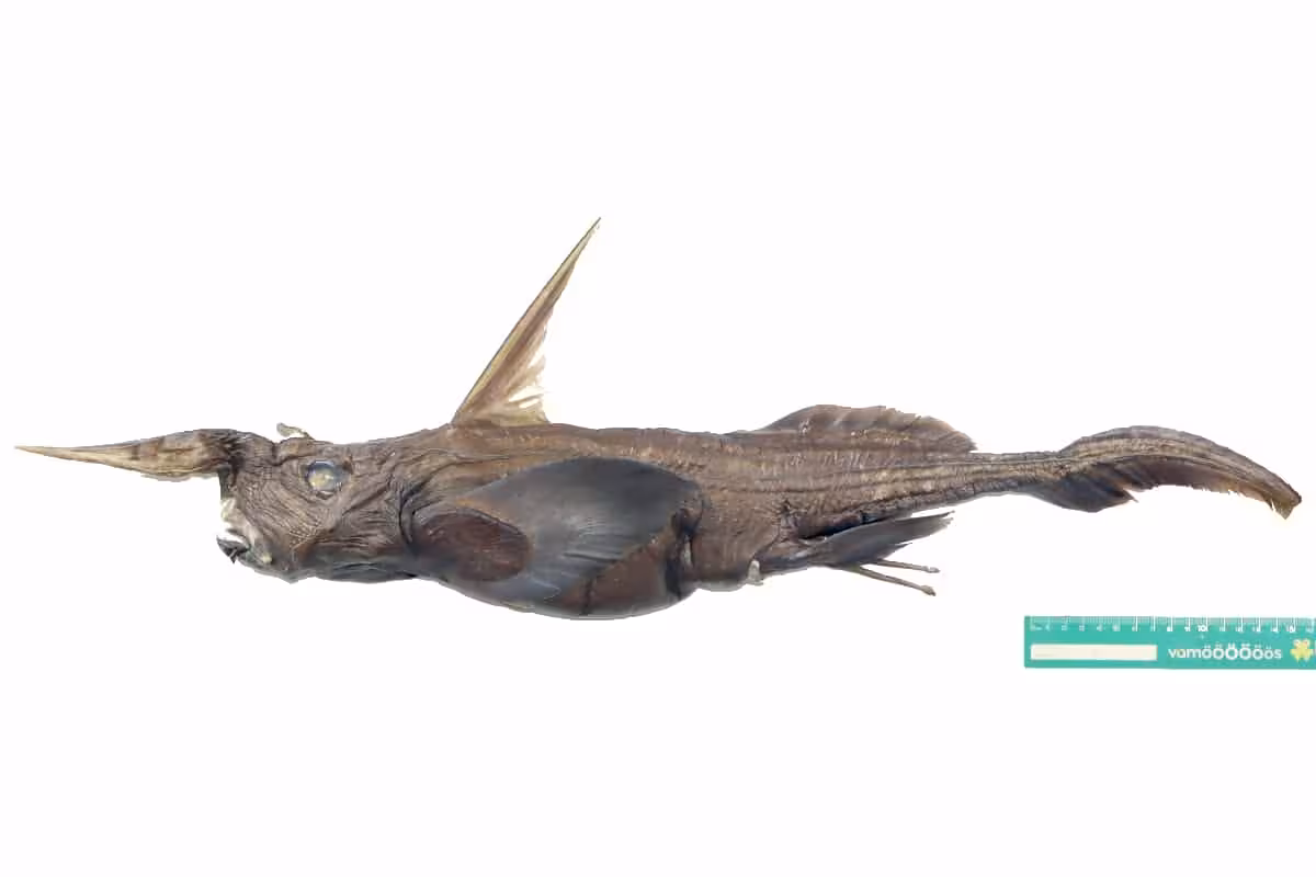 A Preserved Deep Sea “ghost Shark” Specimen Showing The Long Snouted Body Shape And Wing Like Fins
