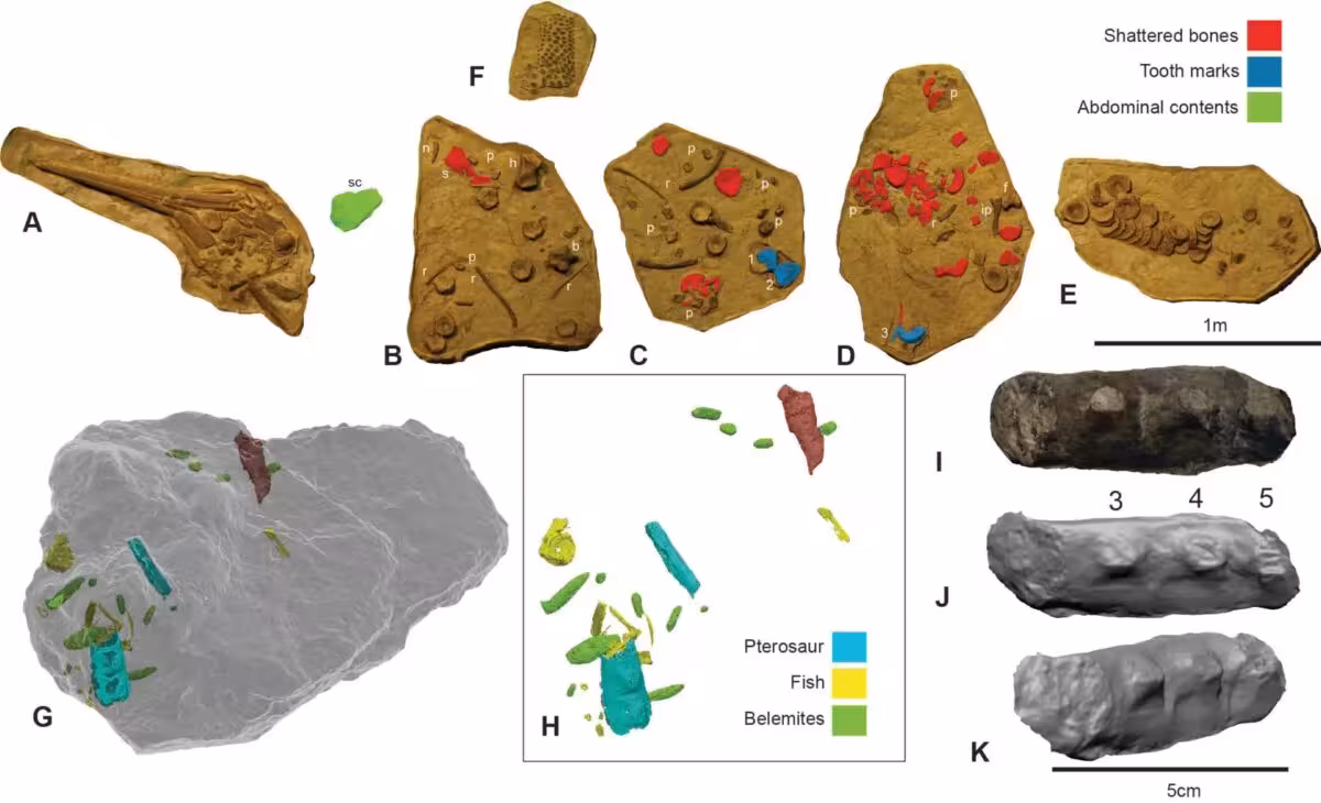 The Fossil Specimen And Ct Scans Revealing Preserved Stomach Contents And Predator Bite Marks.