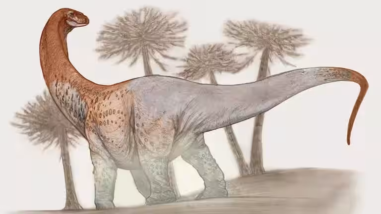 A Digital Reconstruction Of Chucarosaurus Diripienda