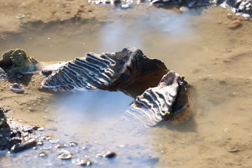 Fossilized Mammoth Teeth Partially Submerged In Shallow Water