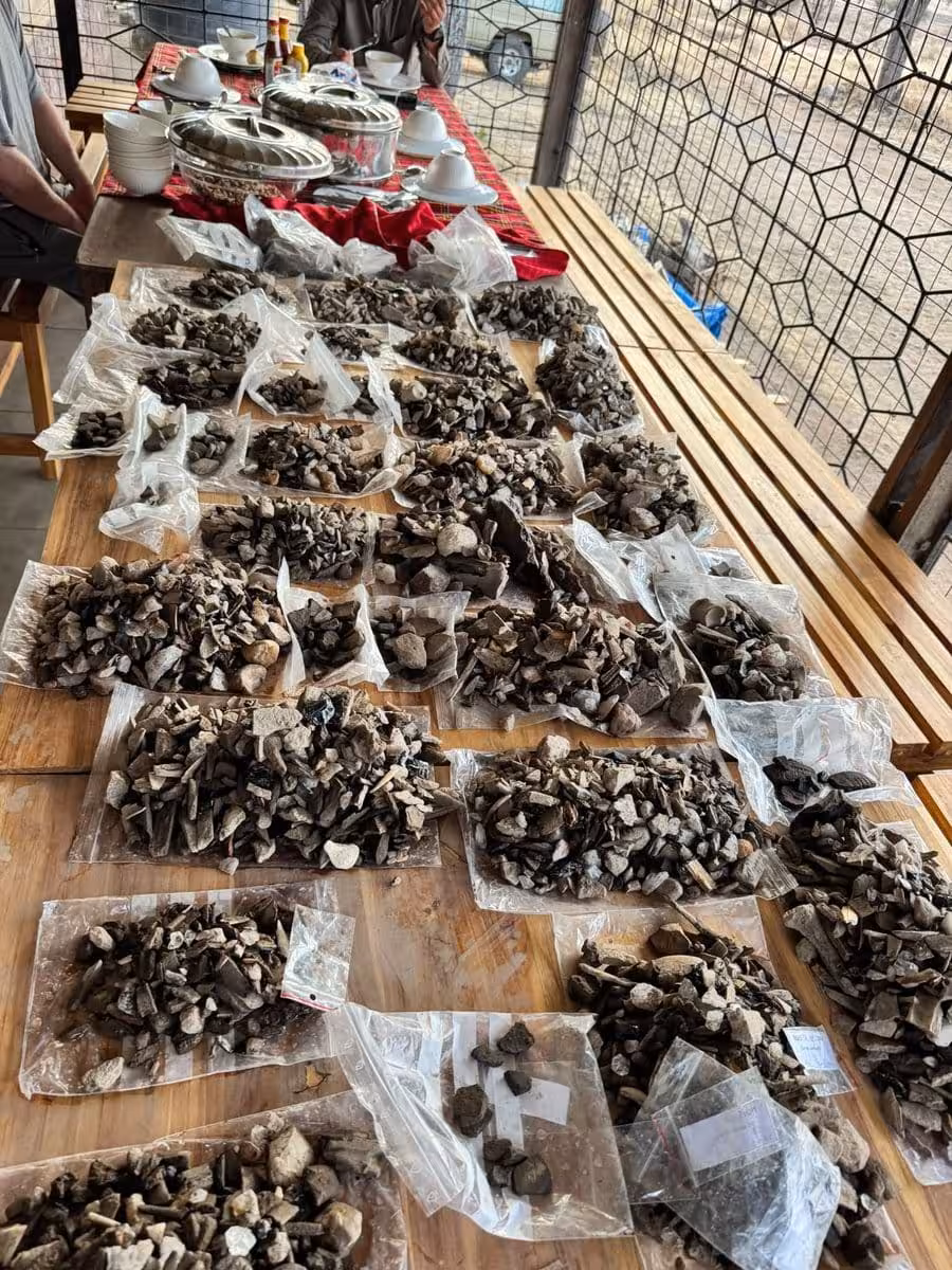 Bags Of Stone Tools, Flakes And Bone Fragments From The Serengeti Excavations Laid Out On A Table At The Field Camp