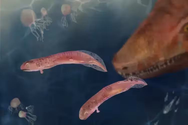Illustration Of A Baby Embolomere Swimming, With Its Mother In The Background