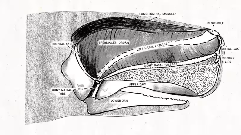 A Detailed Anatomical Illustration Showing The Sperm Whale’s Massive Spermaceti Organ
