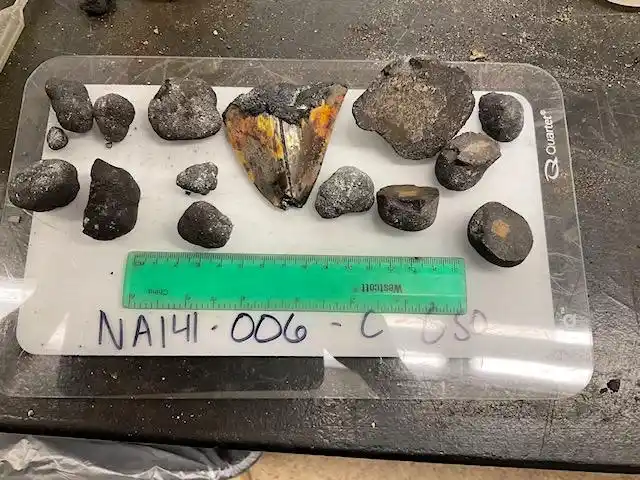 A Fossilized Megalodon Tooth After Recovery From The Pacific Seafloor.