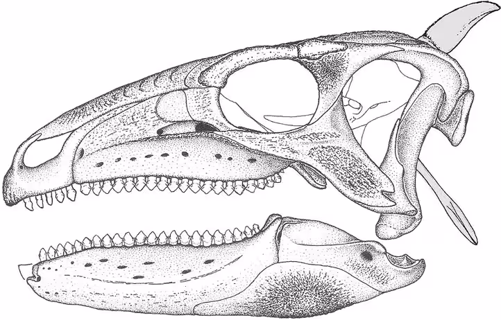 Skull Reconstruction Of Scelidosaurus, Revealing Anatomical Features