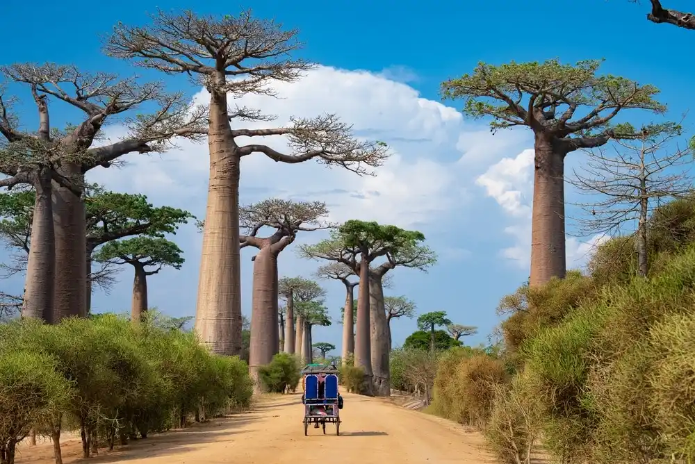 Iconic,avenue,of,the,baobabs,in,madagascar,,featuring,ancient,baobab