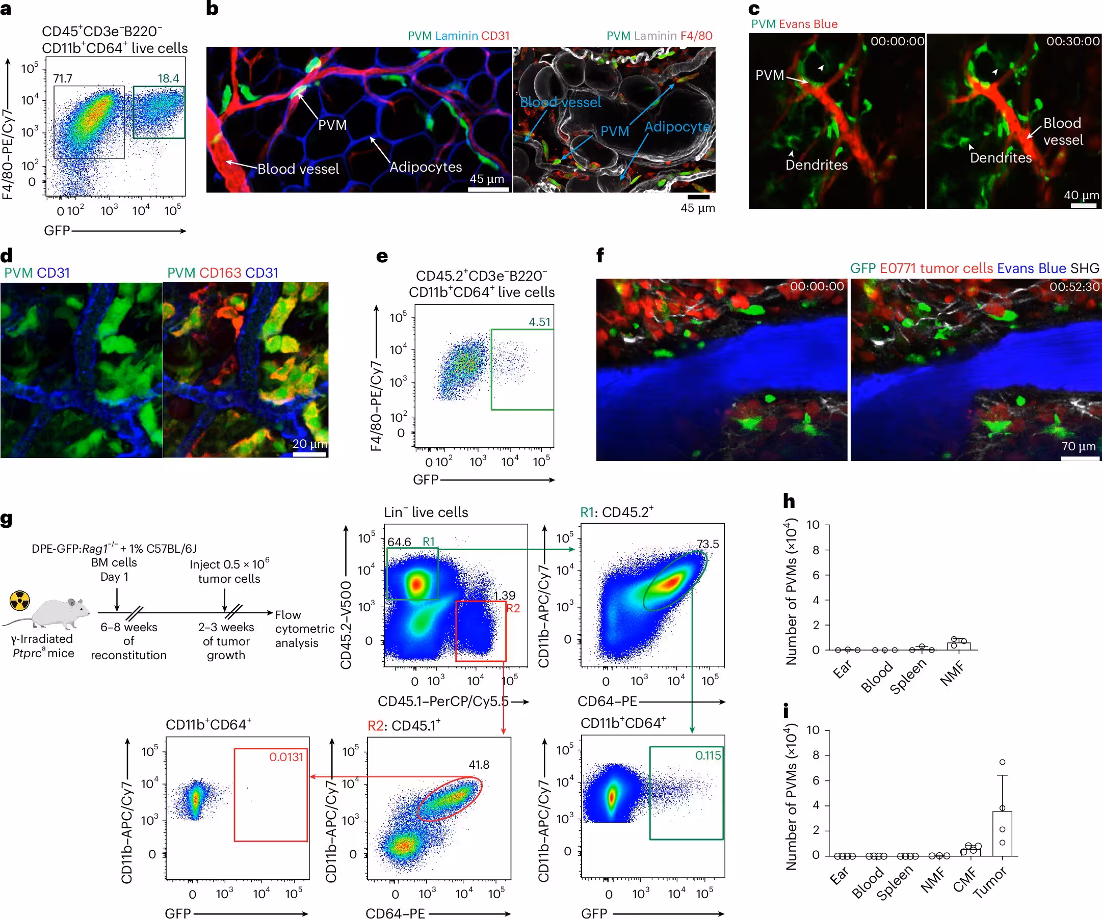 Fig. 1: Identification and origin of PVMs. a, Flow cytometric identification of CD45+CD3e−B220−CD11b+CD64+F4/80+GFP− and CD45+CD3e−B220−CD11b+CD64+F4/80+GFP+ macrophages in naive mammary fat pads of DPE-GFP mice. Data representative of three independent experiments are shown. b, Confocal imaging of immunostained mammary fat pad identifying GFP+ PVMs. Co-staining with F4/80 is depicted on the right. Data are representative of n = 3 mice from three independent experiments. c, Intravital imaging of sessile GFP+ PVMs within the naive mammary fat pad displaying actively scanning dendrites. Data represent images from three independent experiments. d, Confocal imaging of immunostained mammary tumors showing GFP+ PVMs along neoangiogenic tumor vasculature. Data represent images from three independent experiments. e, Flow cytometric identification of CD45.2+CD3e−B220−CD11b+CD64+F4/80+GFP− and CD45.2+CD3e−B220−CD11b+CD64+F4/80+GFP+ macrophages within mammary tumors. A representative flow plot from one o