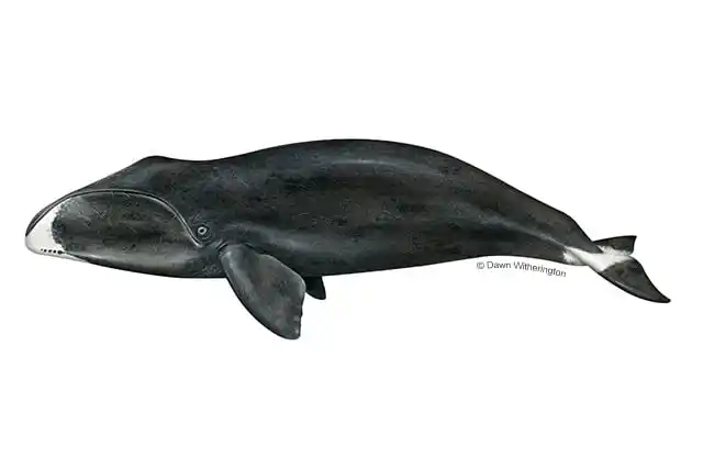 Illustration Of A Bowhead Whale (balaena Mysticetus)