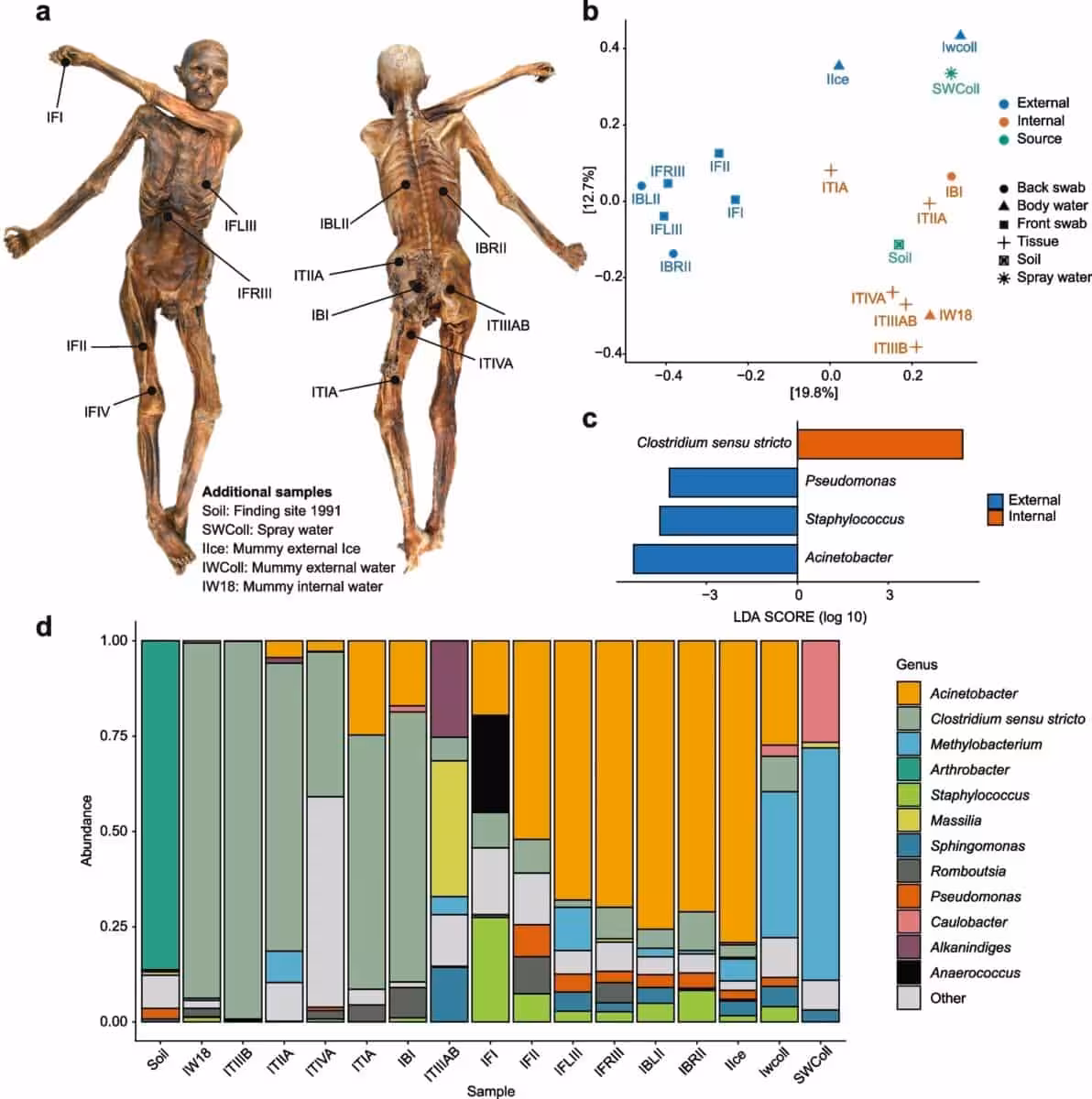 Ötzi’s Microbiome Comparison Of Microbial Communities Found Across The Mummy, Ice, Water And Surrounding Soil.