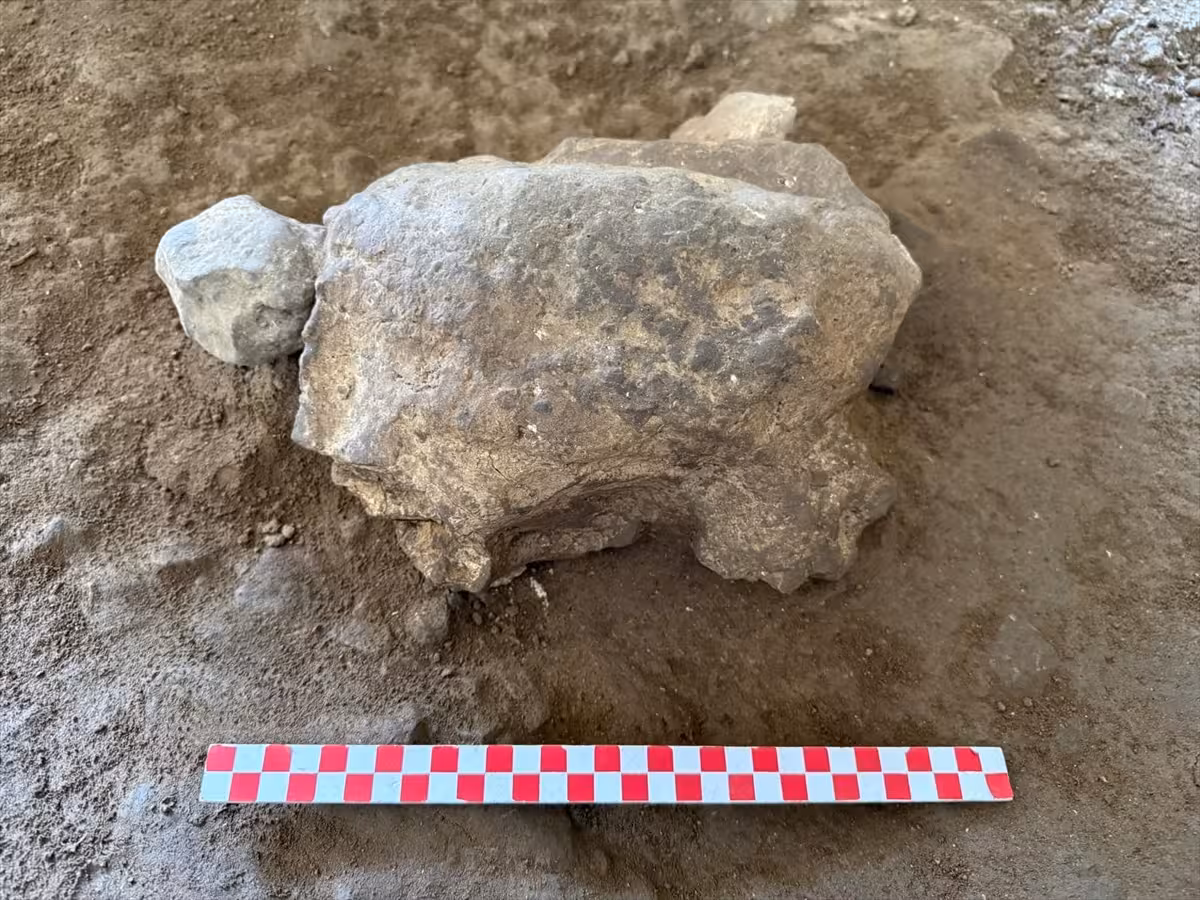 Mysterious Turtle Shaped Stone Object