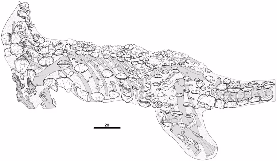 Fossil Skeleton Of Scelidosaurus.