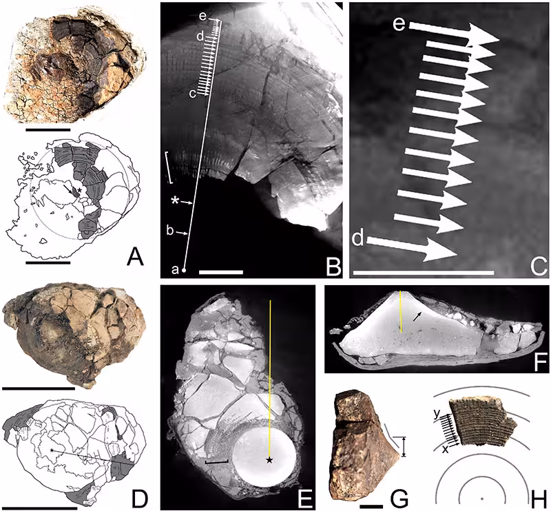Remains Of Other Fossil Vertebrates Associated With The Otodus Megalodon Specimen.