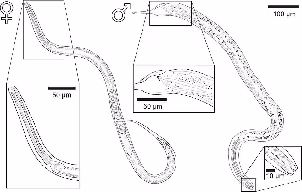 Male And Female Diplolaimelloides Woaabi Specimens.