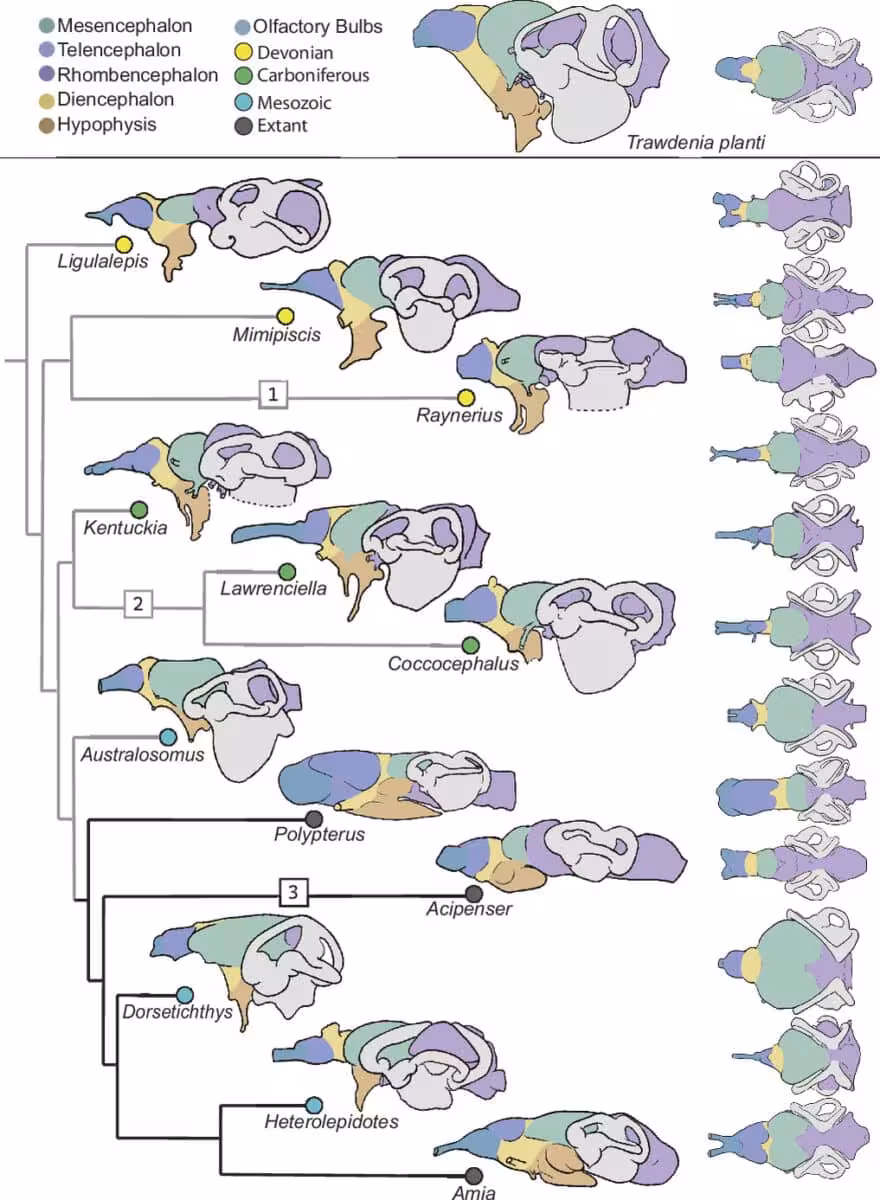 Pnas.2610438123fig04