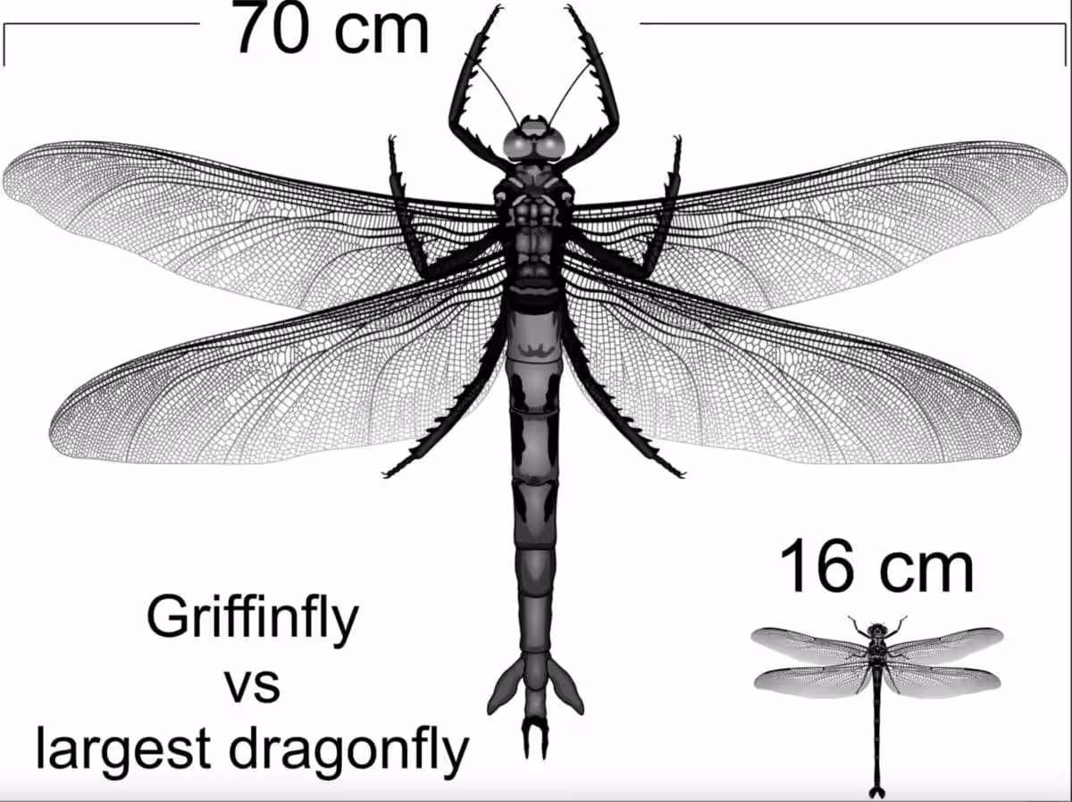 Size Comparison Between An Extinct Griffinfly And Today’s Giant Petaltail.