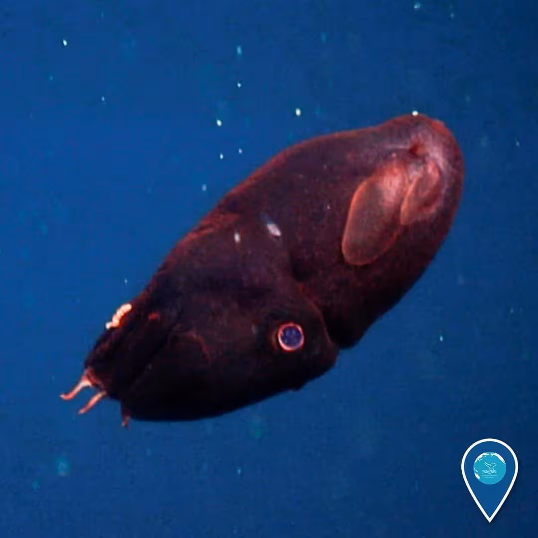 A Young Vampire Squid (vampyroteuthis Infernalis) Was Unexpectedly Encountered By The Research Team During Their Ascent From Sur Ridge In December 2013.