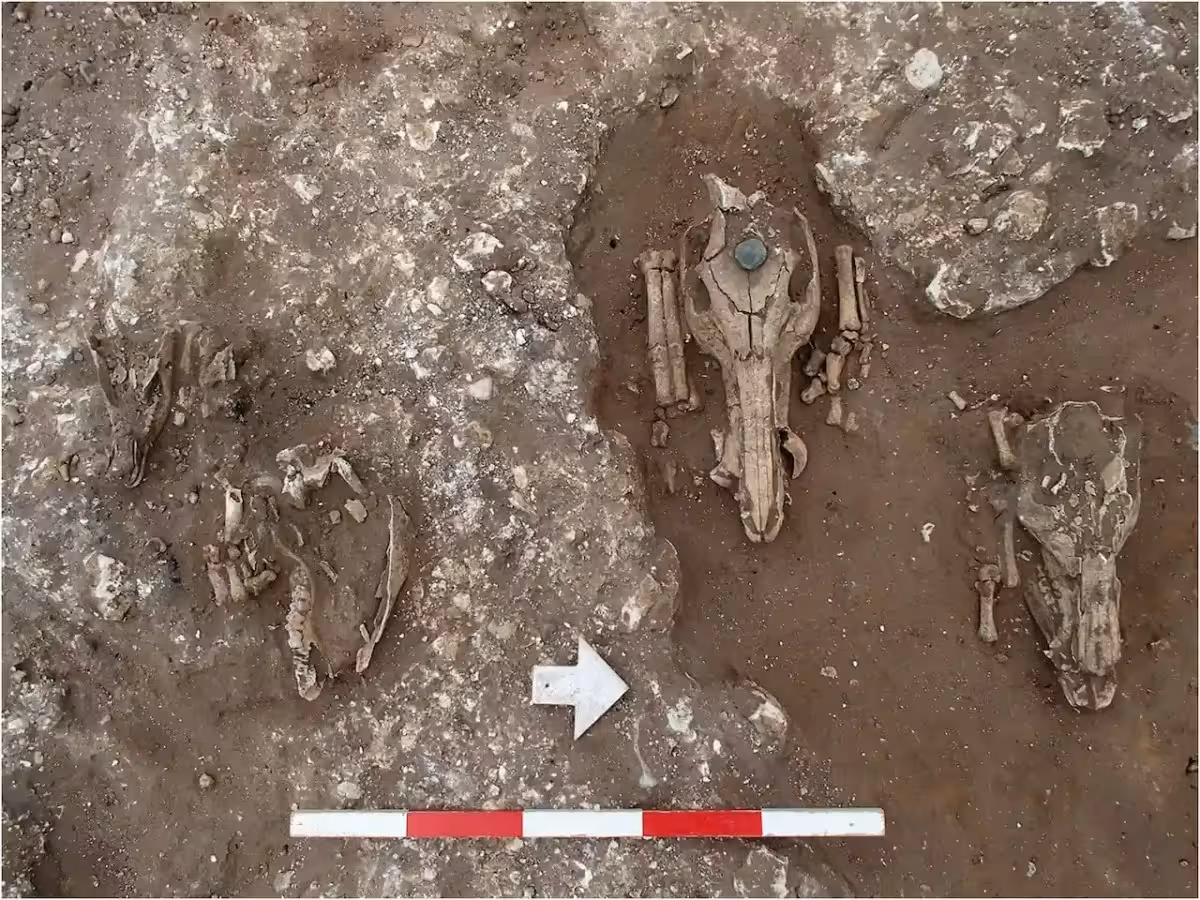 Animal Bones Uncovered At The Red Lodge Excavation Site