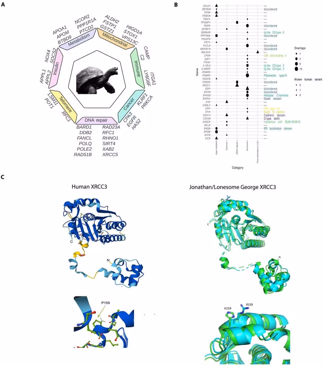 A Genetic Analysis Of Jonathan, The World's Oldest Known Living Land Animal.