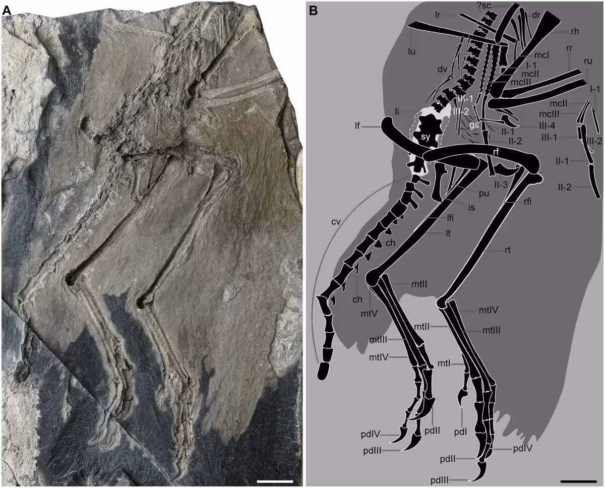Holotype Of Zhengheornis Buyu And Its Skeletal Reconstruction