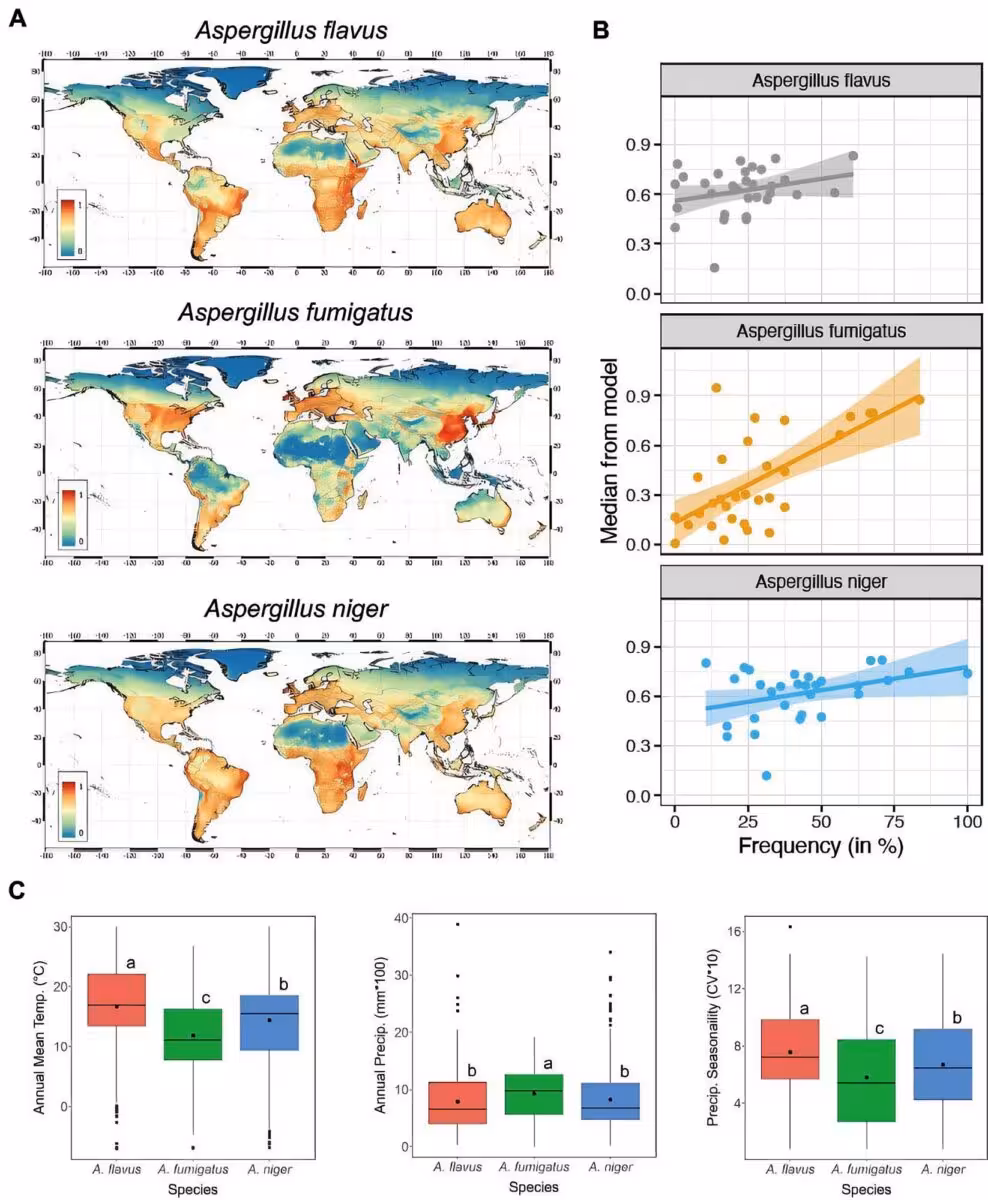 MaxENT Model Accurate Described Aspergillus Global Distributions