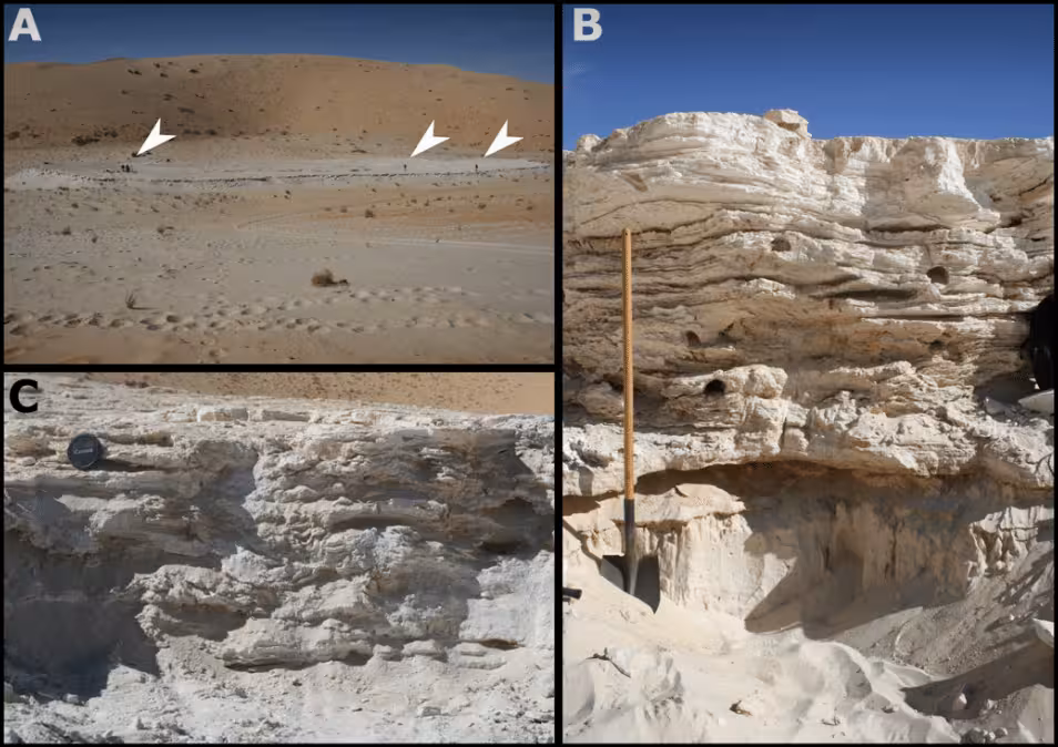 The Alathar paleolake sediments, footprints, and fossils. (A) Plan view of the Alathar paleolake deposits with researchers indicated by white arrowheads. (B) First stratigraphic section (units FS1 to FS3). (C) Second stratigraphic section (units SS1 to SS3) overlying the first but located toward the center of the paleolake.
