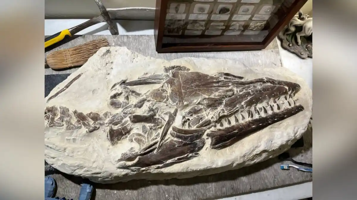 The Fossilized Skull Of A Tylosaurus