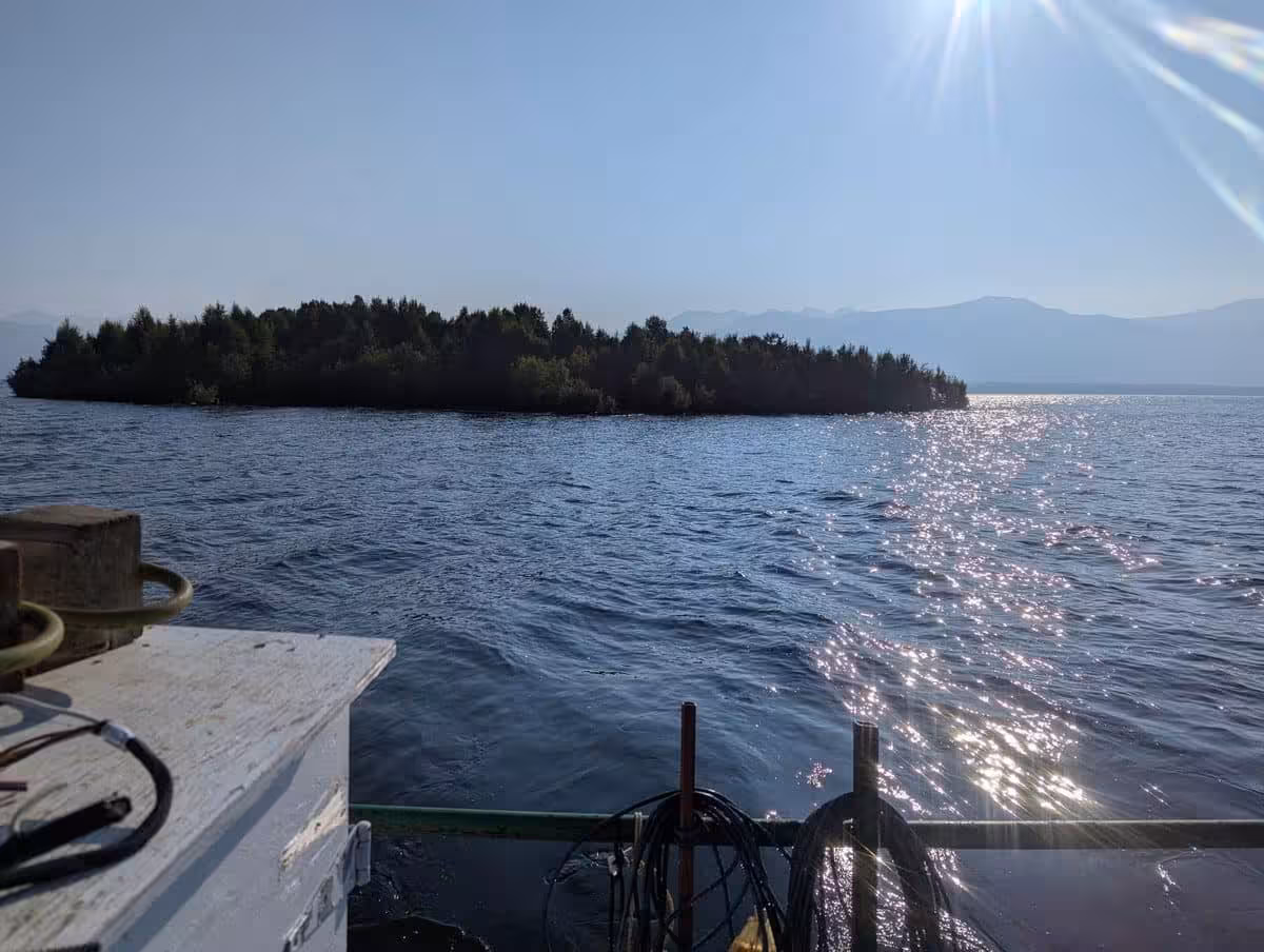 A Floating Patch Of Trees Drifts Across The Waters Of Williston Lake In British Columbia